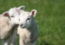 Gesù Cristo è l’agnello di Dio! Ferma la strage degli agnelli.